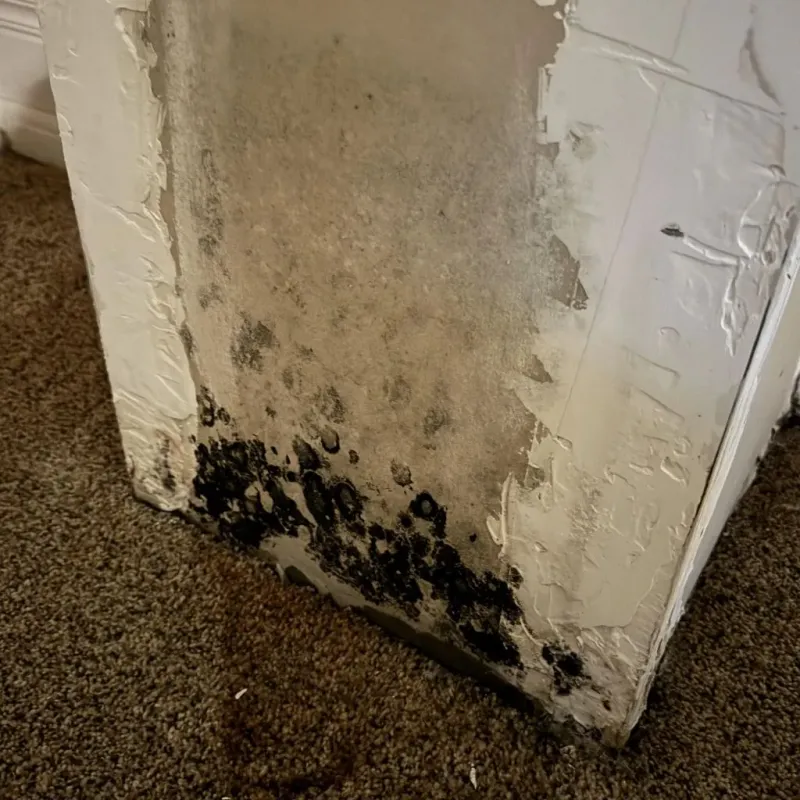 Professional Mold Removal in Rock Island County, IL